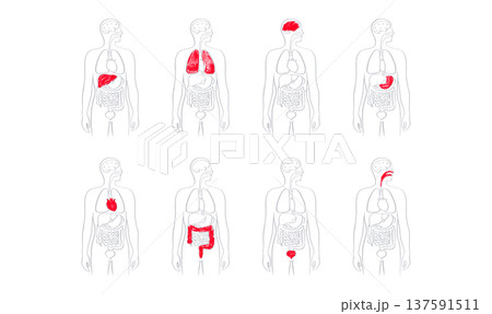 Internal Organs Sketch 137591511