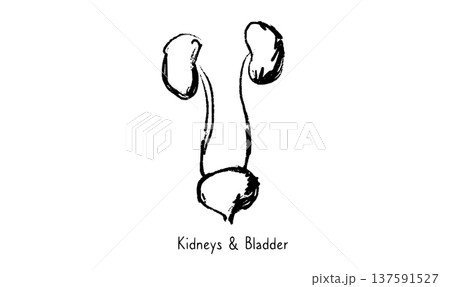 Kidney and bladder Kidney and bladder 137591527