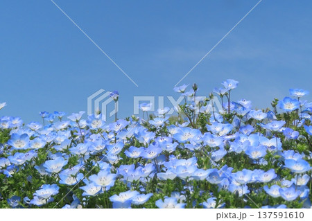 満開のネモフィラ 137591610