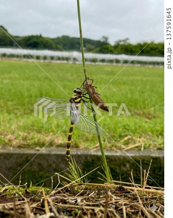 オニヤンマの羽化と抜け殻 自然の神秘 137591645