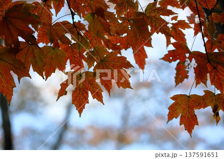 色づく カジカエデの葉 紅葉 色づく カジカエデの葉 紅葉 137591651