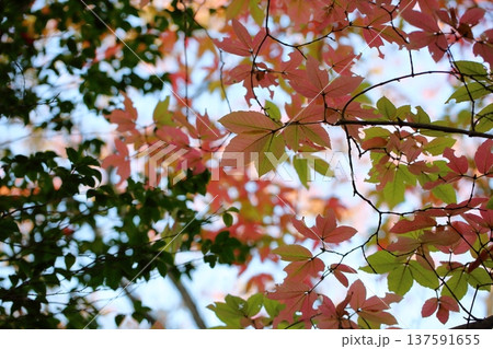 色づく　メグスリノキの葉 137591655