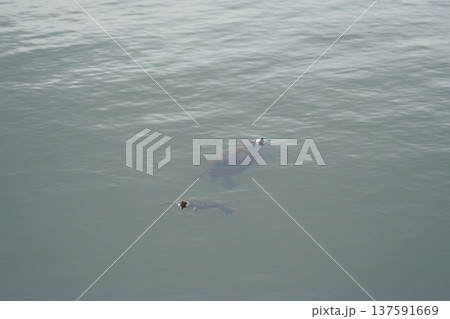 ため池の中のカメ 137591669