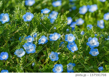 満開のネモフィラの花畑 春の青い花 137591708