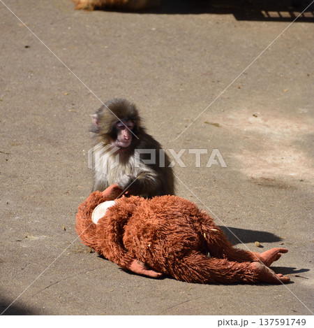 オランウータンぬいぐるみとパンチ、市川動植物園のニホンザル 137591749