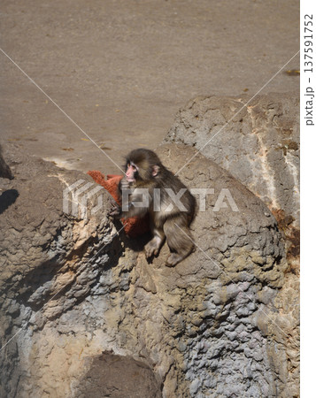 オランウータンぬいぐるみとパンチ、市川動植物園のニホンザル 137591752