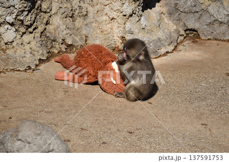 オランウータンぬいぐるみとパンチ、市川動植物園のニホンザル オランウータンぬいぐるみとパンチ、市川動植物園のニホンザル 137591753