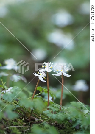 バイカオウレンの花三輪 137591782