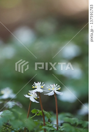 バイカオウレンの花三輪 バイカオウレンの花三輪 137591783