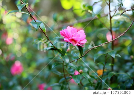 鮮やか サザンカの花 鮮やか サザンカの花 137591806