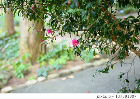 鮮やか　サザンカの花 137591807