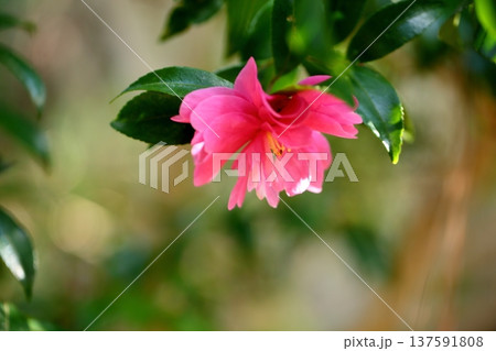 鮮やか　サザンカの花 137591808