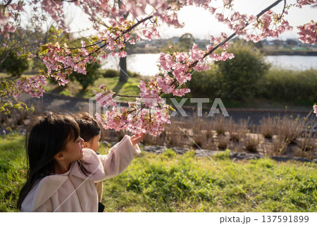 桜を見つめる少女と男の子 137591899