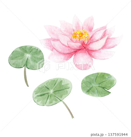 Lotus flower, green lotus leaves, aquatic plant from Asian zen pond. Watercolor botanical illustration isolated on white, decorative floral element spa design, meditation themes, natural backgrounds Lotus flower, green lotus leaves, aquatic plant from Asian zen pond. Watercolor botanical illustration isolated on white, decorative floral element spa design, meditation themes, natural backgrounds 137591944