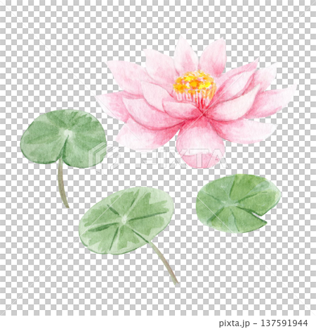 Lotus flower, green lotus leaves, aquatic plant from Asian zen pond. Watercolor botanical illustration isolated on white, decorative floral element spa design, meditation themes, natural backgrounds Lotus flower, green lotus leaves, aquatic plant from Asian zen pond. Watercolor botanical illustration isolated on white, decorative floral element spa design, meditation themes, natural backgrounds 137591944