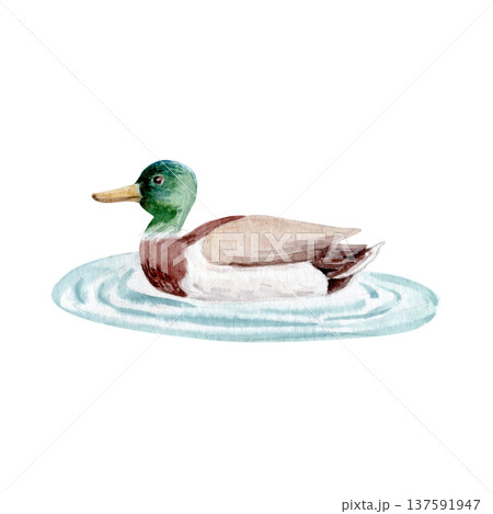 Mallard duck swimming on water with ripples, wild waterfowl bird. Watercolor wildlife illustration isolated on white, natural decorative element for nature design, wetland themes, cards, backgrounds 137591947