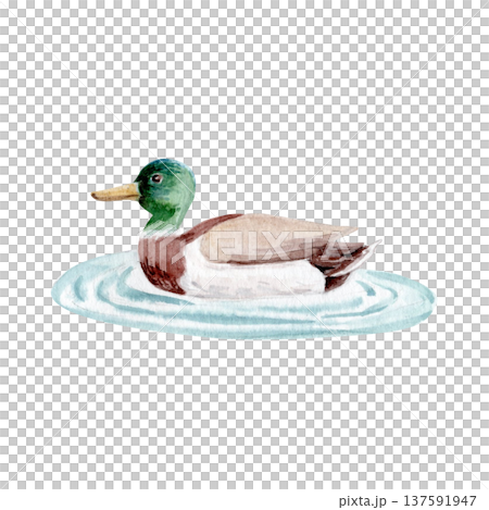 Mallard duck swimming on water with ripples, wild waterfowl bird. Watercolor wildlife illustration isolated on white, natural decorative element for nature design, wetland themes, cards, backgrounds 137591947