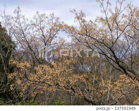 実を付けた五月山のセンダン 実を付けた五月山のセンダン 137591949