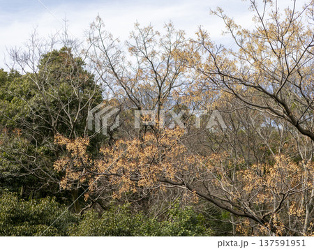 実を付けた五月山のセンダン 実を付けた五月山のセンダン 137591951