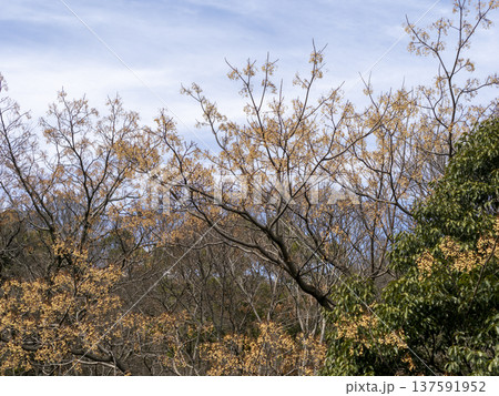 実を付けた五月山のセンダン 137591952