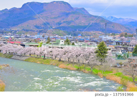雪代水で増水の利根川　桜並木　三峰山　群馬県沼田市　　　　 137591966