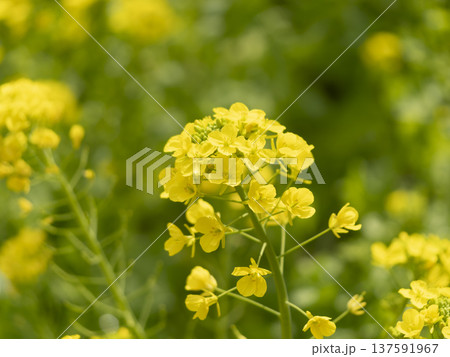 菜の花のクローズアップ 137591967