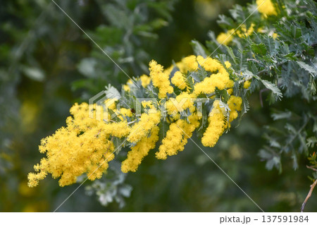 ミモザ　mimosa 137591984