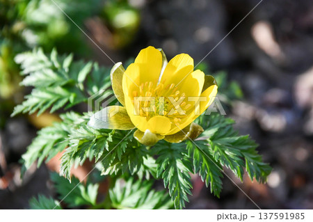 福寿草 forked-stem adonis 福寿草 forked-stem adonis 137591985