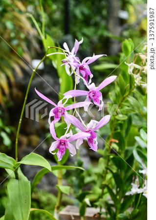 デンドロビウム 「ジャクリーン トーマス」 Dendrobium 'Jacquelyn Thomas デンドロビウム 「ジャクリーン トーマス」 Dendrobium 'Jacquelyn Thomas 137591987
