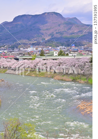 雪代水で増水の利根川 桜並木 三峰山 群馬県沼田市 雪代水で増水の利根川 桜並木 三峰山 群馬県沼田市 137591995