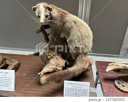 埼玉県所沢市の狭山丘陵いきものふれあいの里センターの剥製、ハクビシンです。 137592001