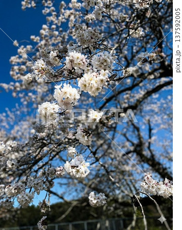 青空に映える満開の桜(ソメイヨシノ)と春の陽光 青空に映える満開の桜(ソメイヨシノ)と春の陽光 137592005