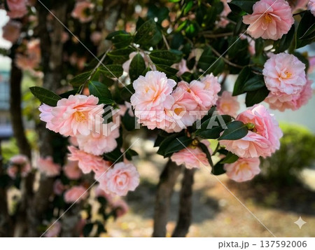 春の陽光を浴びて華やかに咲く八重咲きの椿 137592006
