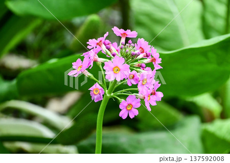クリンソウ Japanese Primrose クリンソウ Japanese Primrose 137592008