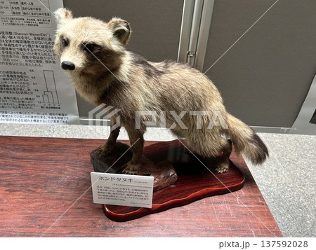 埼玉県所沢市の狭山丘陵いきものふれあいの里センターの剥製、ホンドタヌキです。 137592028