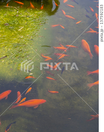 水草を食べる金魚の群れ 水草を食べる金魚の群れ 137592183
