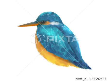 青い鳥カワセミの水彩イラスト 137592453
