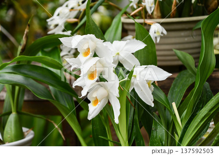 セロジネ・ムーアアナ Coelogyne mooreana セロジネ・ムーアアナ Coelogyne mooreana 137592503