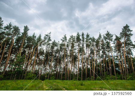 Tall pine trees forest landscape under a dramatic cloudy sky in summer Tall pine trees forest landscape under a dramatic cloudy sky in summer 137592560