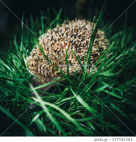 Close up of a wild hedgehog hiding in thick green grass in the garden at night Close up of a wild hedgehog hiding in thick green grass in the garden at night 137592561
