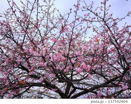 春の訪れを告げる河津桜 春の訪れを告げる河津桜 137592604