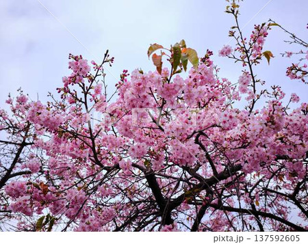 春の訪れを告げる河津桜 137592605