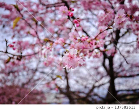 春の訪れを告げる河津桜 137592613