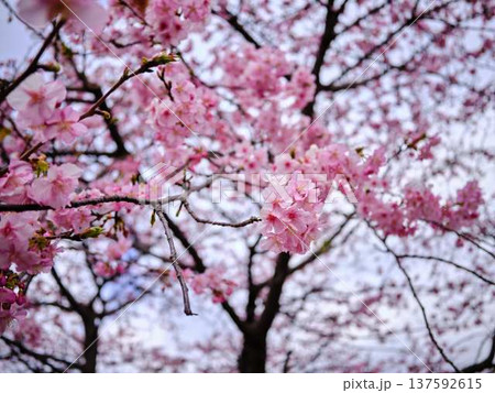 春の訪れを告げる河津桜 137592615