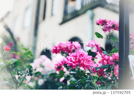 薔薇と建物 137592705