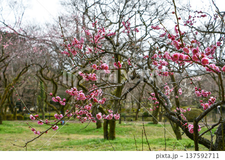 梅の花「座論梅」　Plum blossom 137592711