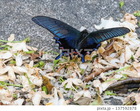 アマミカラスアゲハ｜落花の上にとまる美しい蝶 137592878