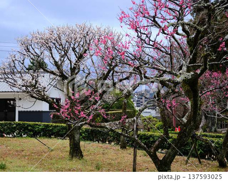 高知城の梅 しだれ 高知城の梅 しだれ 137593025