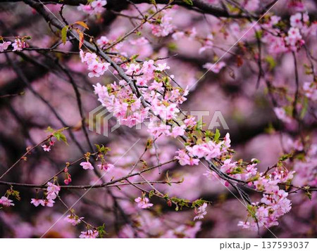 高知城の梅　しだれ 137593037