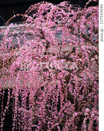 高知城の梅 しだれ 高知城の梅 しだれ 137593049
